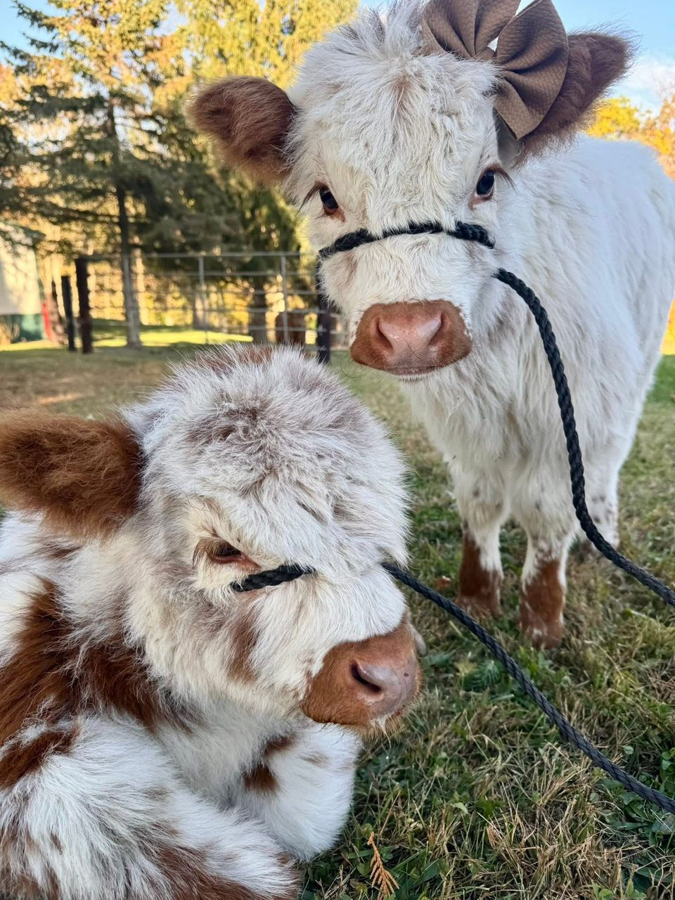 Mini highland cows for sale